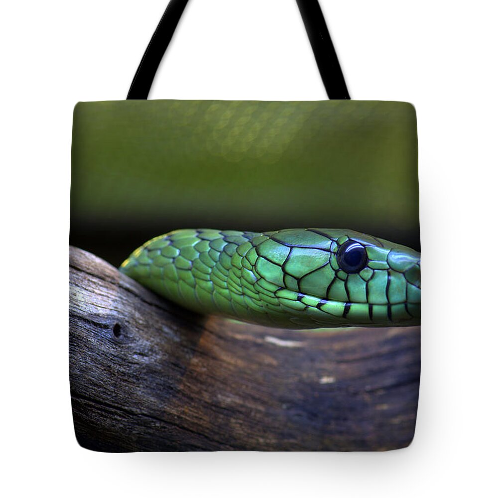 Green Tote Bag featuring the photograph Green Mamba by Jonathan Davison