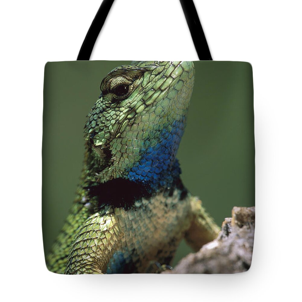 00785290 Tote Bag featuring the photograph Green Spiny Lizard by Thomas Marent