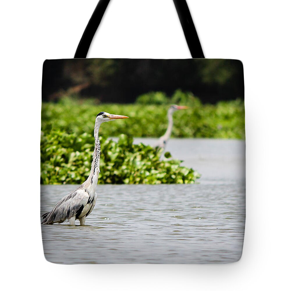 Grey Heron Tote Bag featuring the photograph Grey Heron by SAURAVphoto Online Store