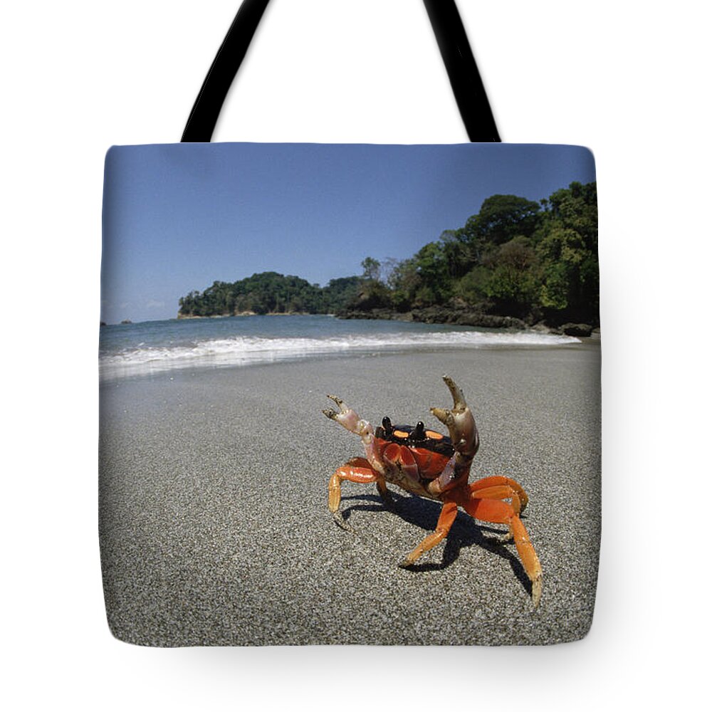 Mp Tote Bag featuring the photograph Halloween Crab Gecarcinus Quadratus by Konrad Wothe