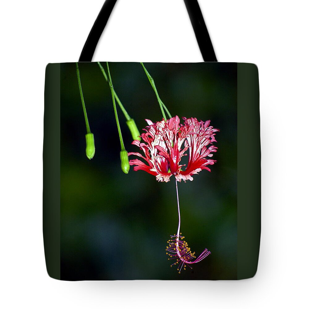 Hawaii Tote Bag featuring the photograph Hanging Coral Hibiscus by Lehua Pekelo-Stearns