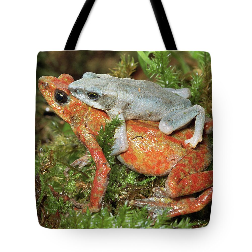 Mp Tote Bag featuring the photograph Harlequin Frog Atelopus Varius Pair by Michael & Patricia Fogden