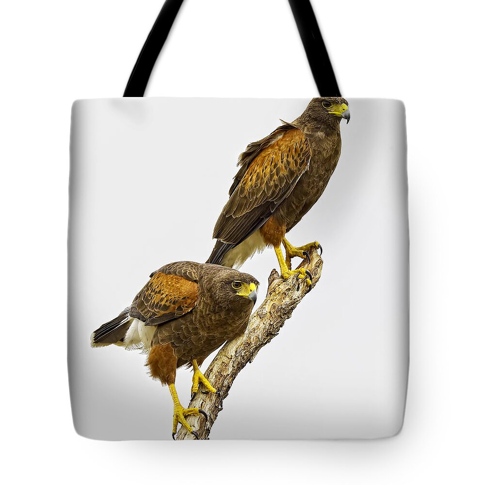 Hawk Tote Bag featuring the photograph Harris' Hawk Pair by Fred J Lord