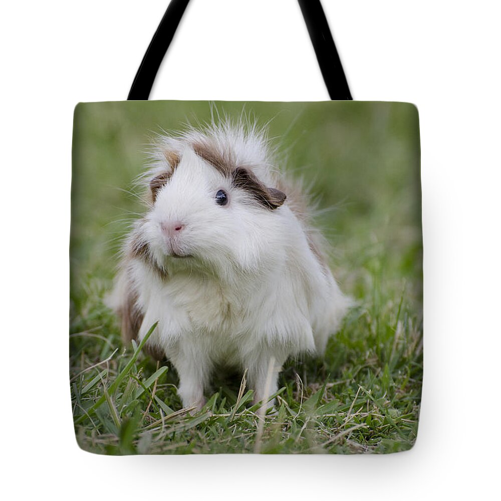 Guinea Pig Tote Bag featuring the photograph Have you seen my hairspray? by Jim And Emily Bush