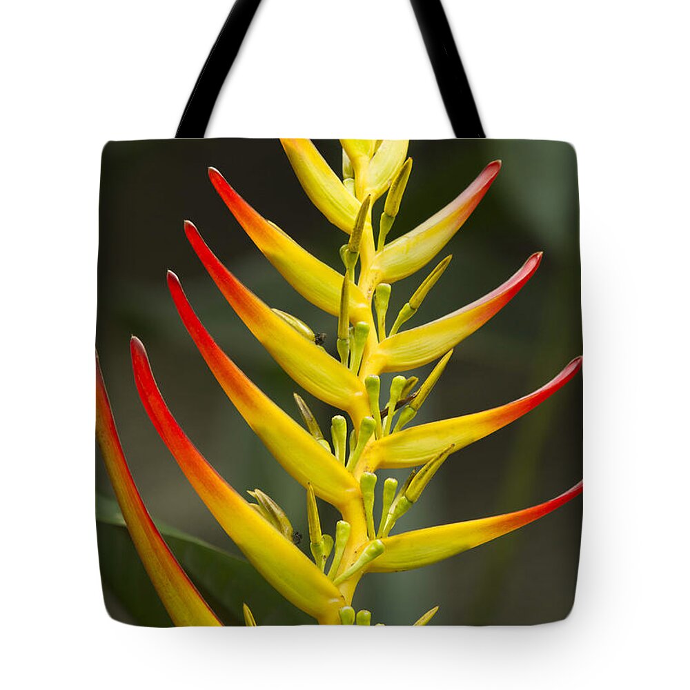 Heliconia Tote Bag featuring the photograph Heliconia Gloriosa by Heiko Koehrer-Wagner