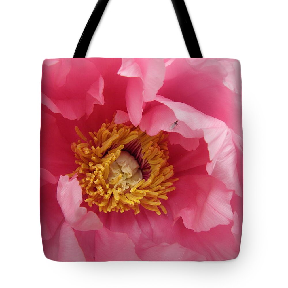 Pink Tote Bag featuring the photograph hello PINK by Kim Galluzzo Wozniak