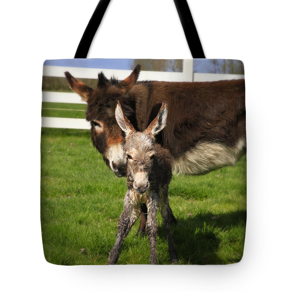 Baby Donkey Tote Bag featuring the photograph Hello World by Tiana McVay