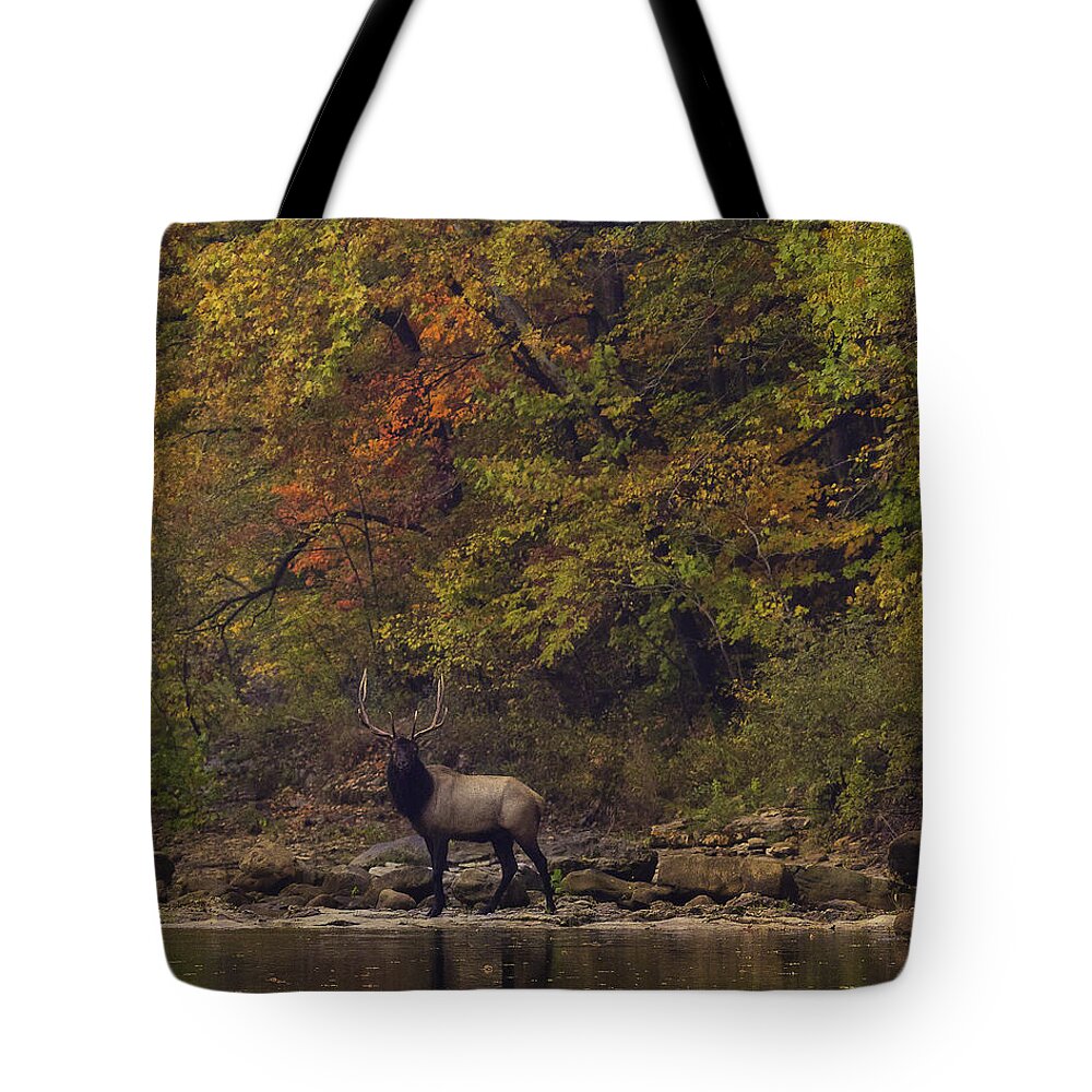 Fall Color Tote Bag featuring the photograph Herd Bull Crossing the Buffalo River by Michael Dougherty
