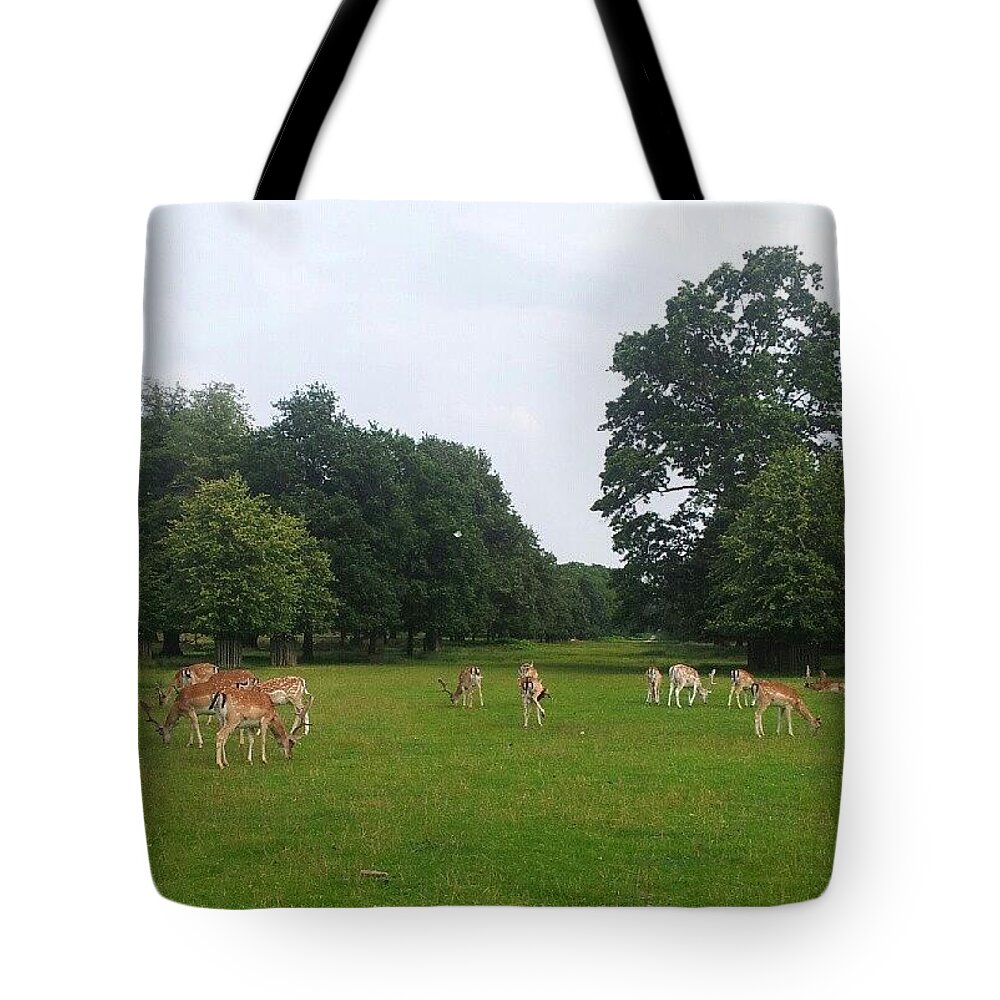 Deer Tote Bag featuring the photograph Herd by Abbie Shores