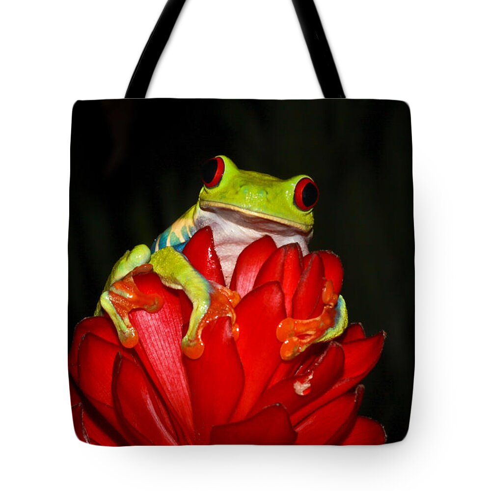 Frog Tote Bag featuring the photograph Holding On by Tom and Pat Cory