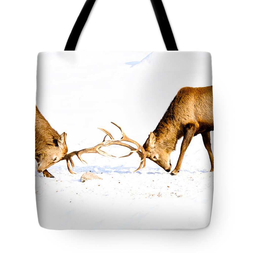 Wapiti Tote Bag featuring the photograph Horns a Plenty by Cheryl Baxter