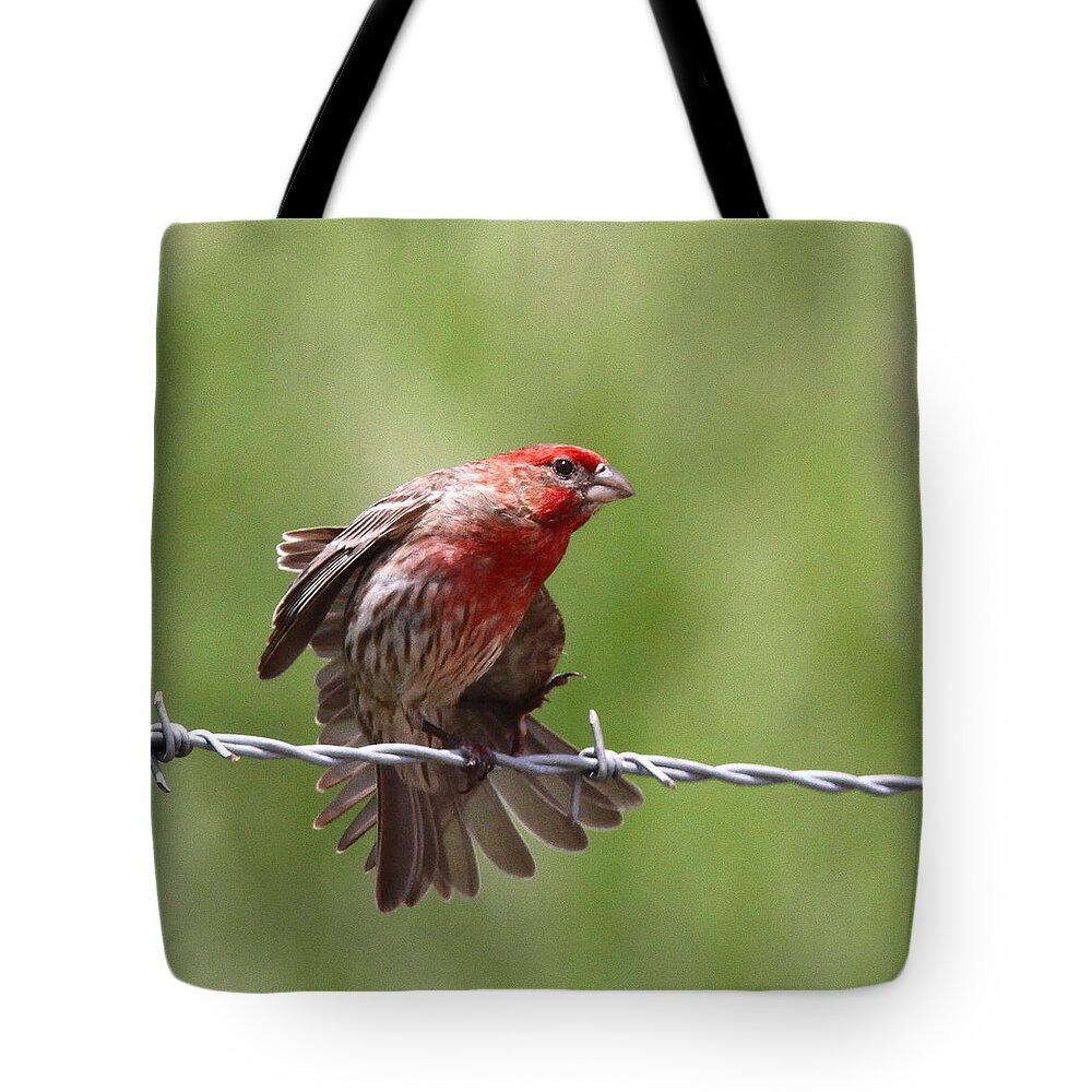 House Finch Tote Bag featuring the photograph House Finch - Stretch Time by Travis Truelove
