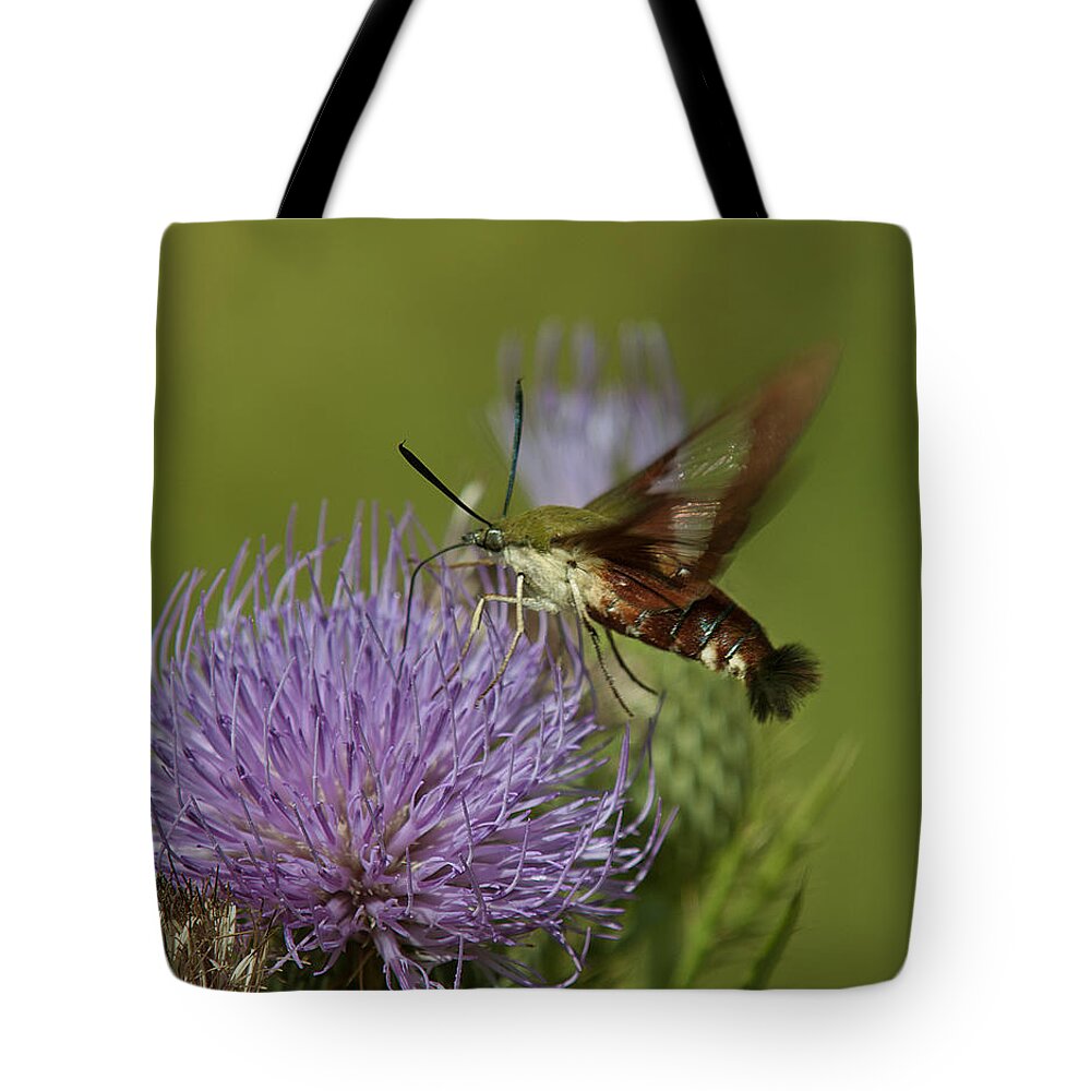 Nature Tote Bag featuring the photograph Hummingbird or Clearwing Moth DIN178 by Gerry Gantt