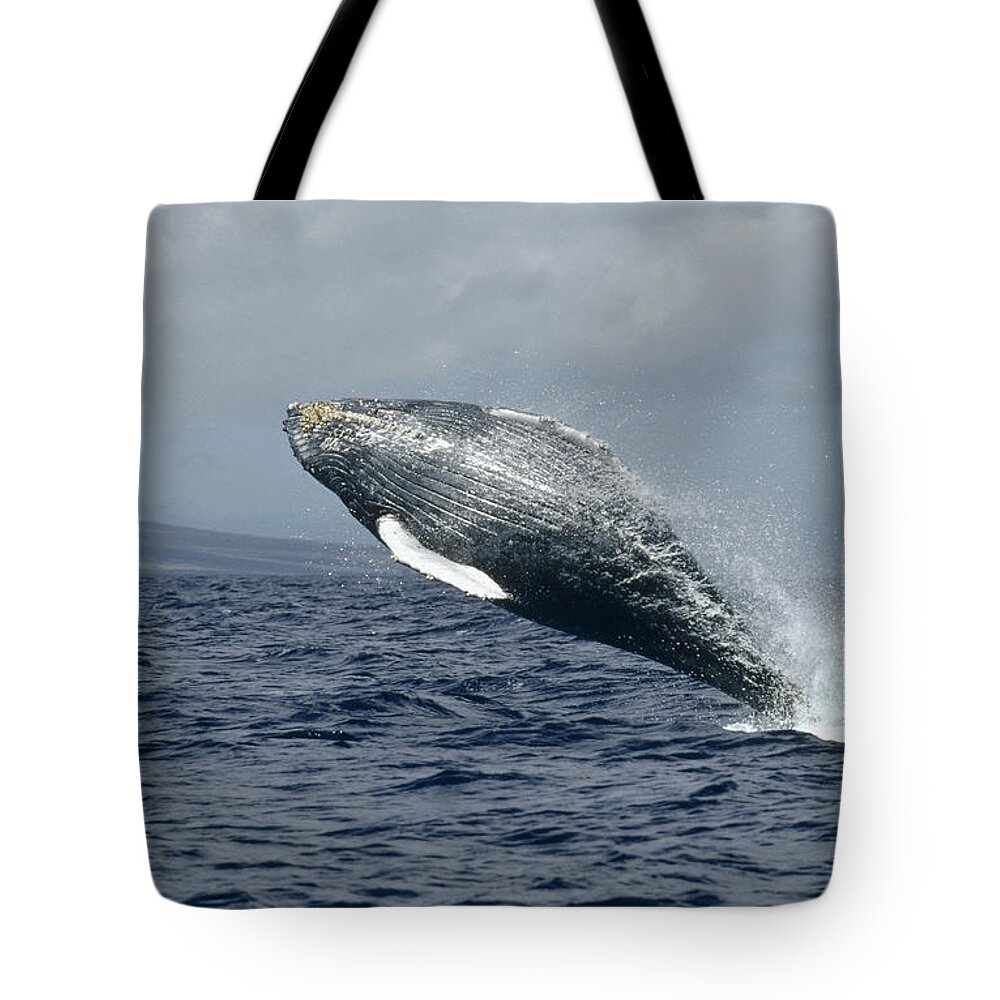 00079870 Tote Bag featuring the photograph Humpback Whale Breaching Hawaii by Flip Nicklin
