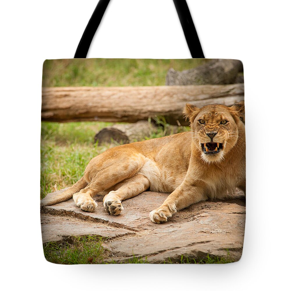 Landscape Tote Bag featuring the photograph Hungry Lion by Joye Ardyn Durham