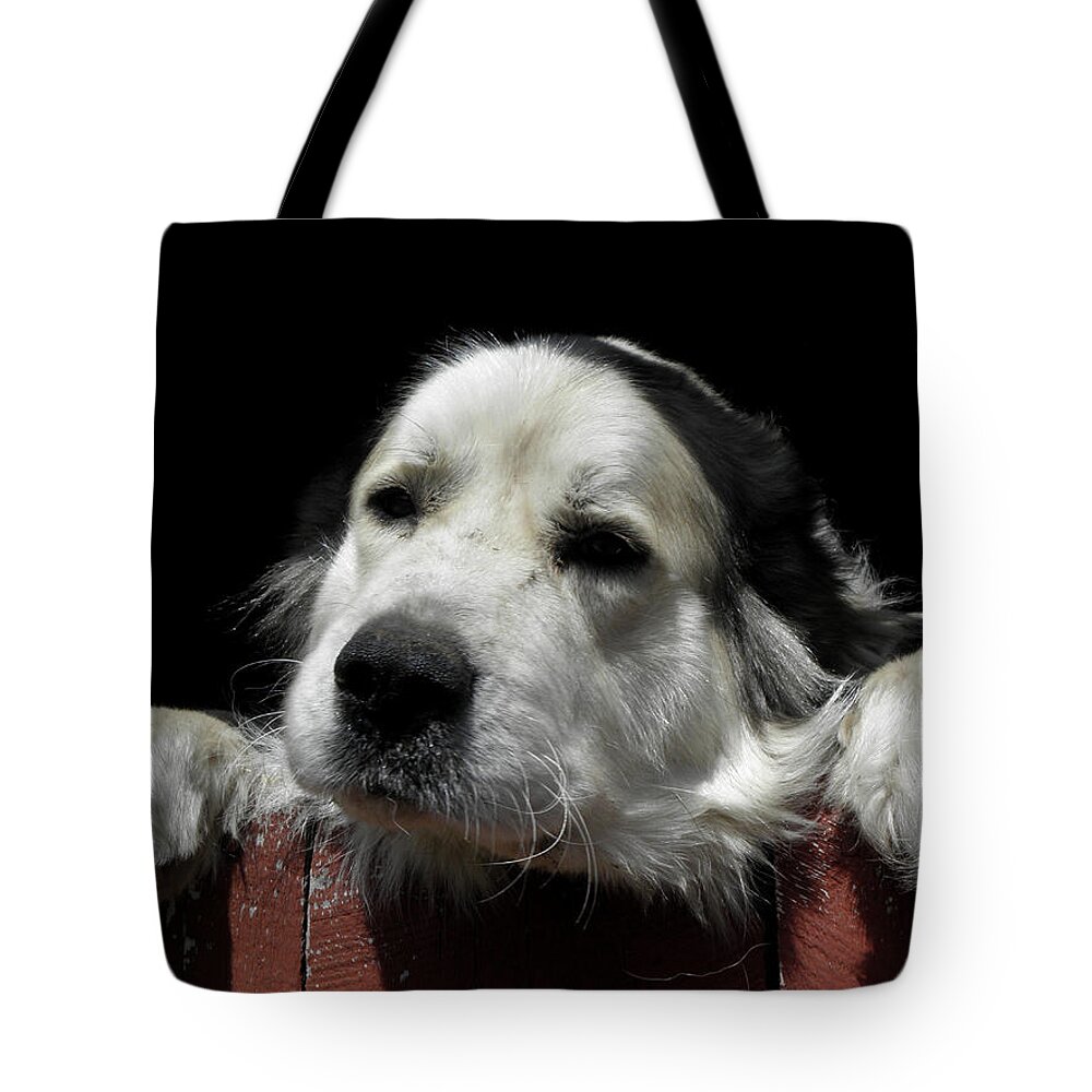 Dog Tote Bag featuring the photograph I want to play by Kim Galluzzo