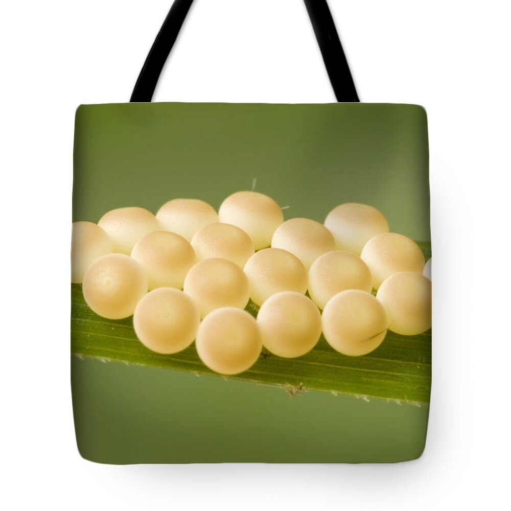 00298007 Tote Bag featuring the photograph Insect Eggs Guinea West Africa by Piotr Naskrecki