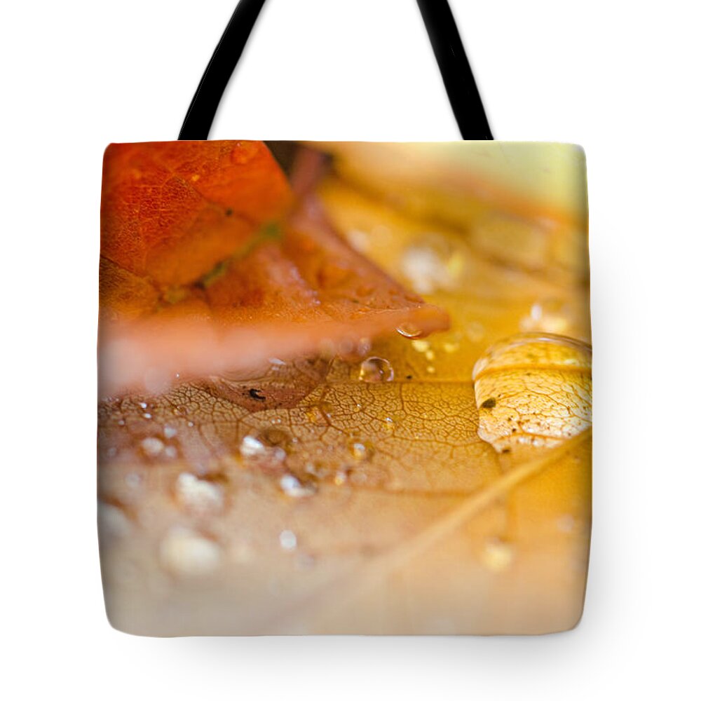 Autumn Tote Bag featuring the photograph Intimate Leaf Study by Margaret Pitcher