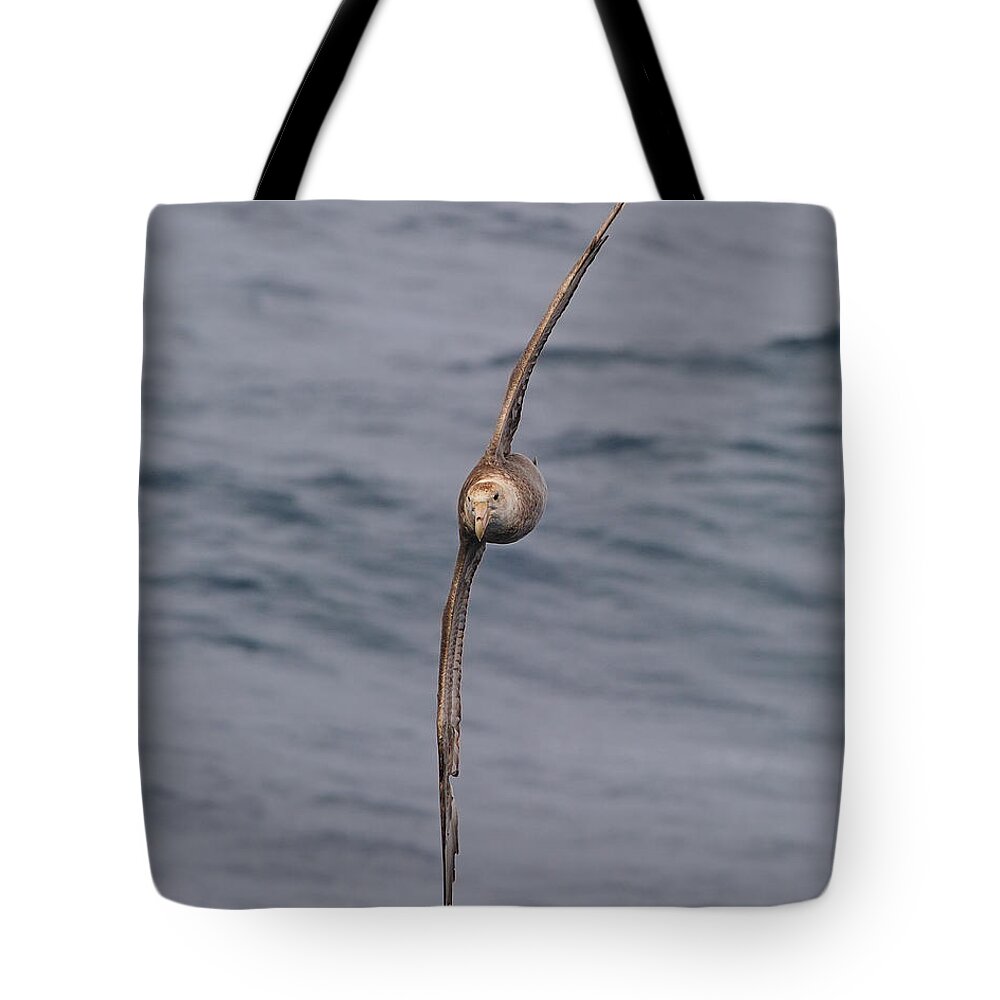 Southern Giant Petrel (macronectes Giganteus) Tote Bag featuring the photograph Into The Wind by Tony Beck