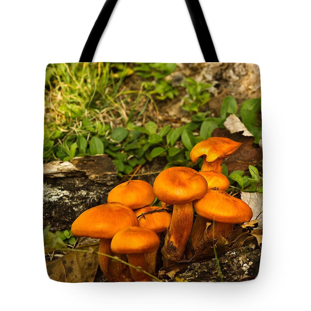Omphalotus Tote Bag featuring the photograph Jack OLantern Mushrooms 7 by Douglas Barnett