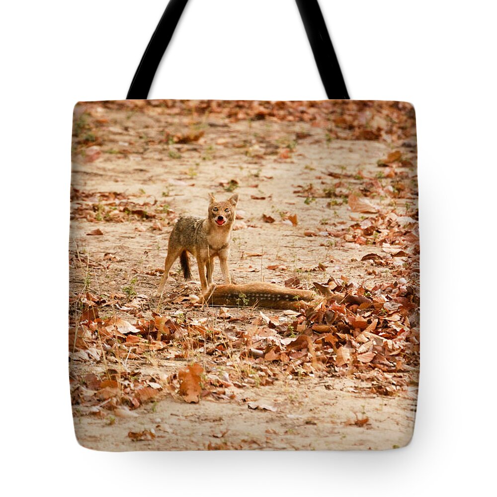 Bandhavgarh Tote Bag featuring the photograph Jackal standing over deer kill by Fotosas Photography
