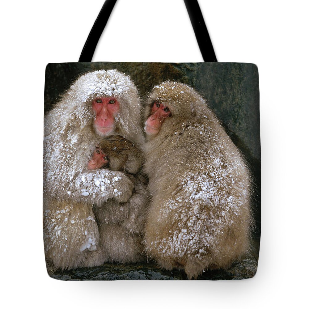 Mp Tote Bag featuring the photograph Japanese Macaque Macaca Fuscata Family by Konrad Wothe