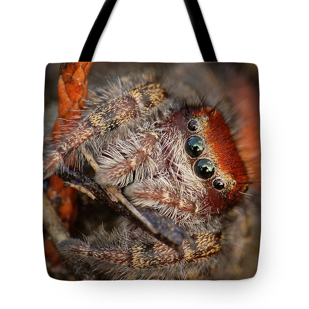 Phidippus Cardinalis Tote Bag featuring the photograph Jumping Spider Portrait by Daniel Reed