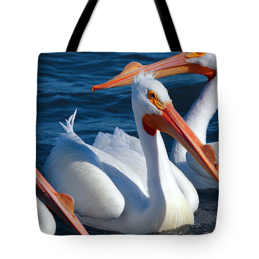American White Pelican Tote Bag featuring the photograph Just Hanging Out by Andrew McInnes