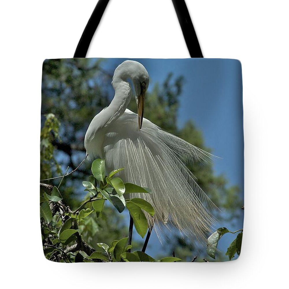 Florida Tote Bag featuring the photograph Just So by Joseph Yarbrough