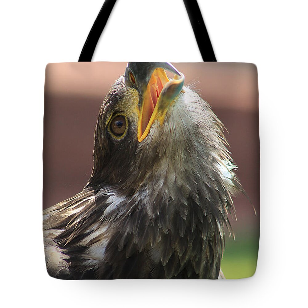 Alberta Tote Bag featuring the photograph Juvenile Bald Eagle by Alyce Taylor