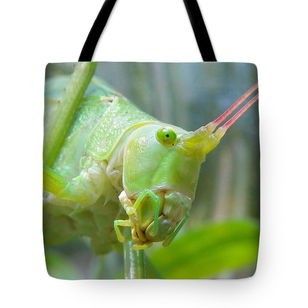 Katydid Tote Bag featuring the photograph Kaydid by Chad and Stacey Hall