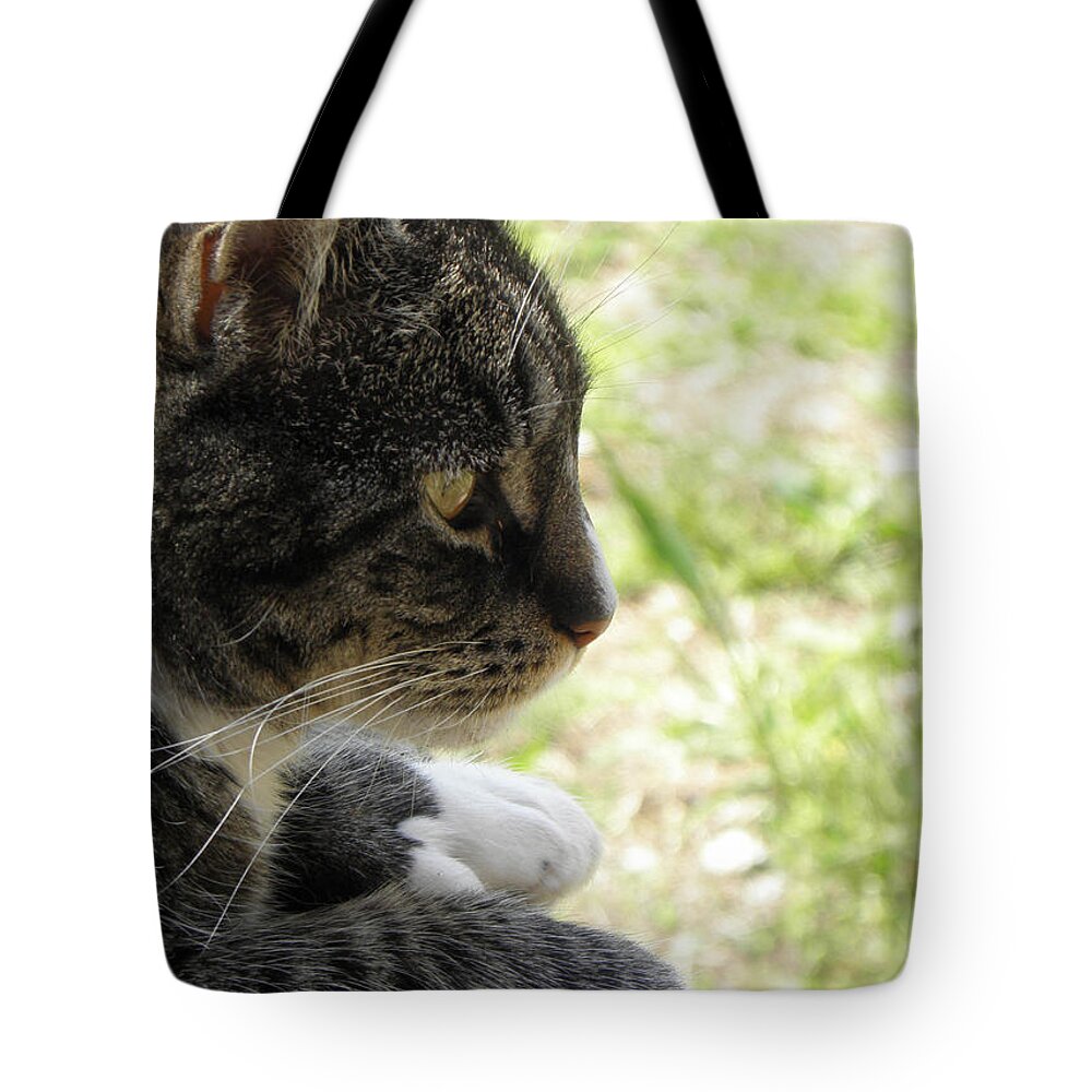 Kitty Tote Bag featuring the photograph Kitty Fazing Out by Kim Galluzzo Wozniak
