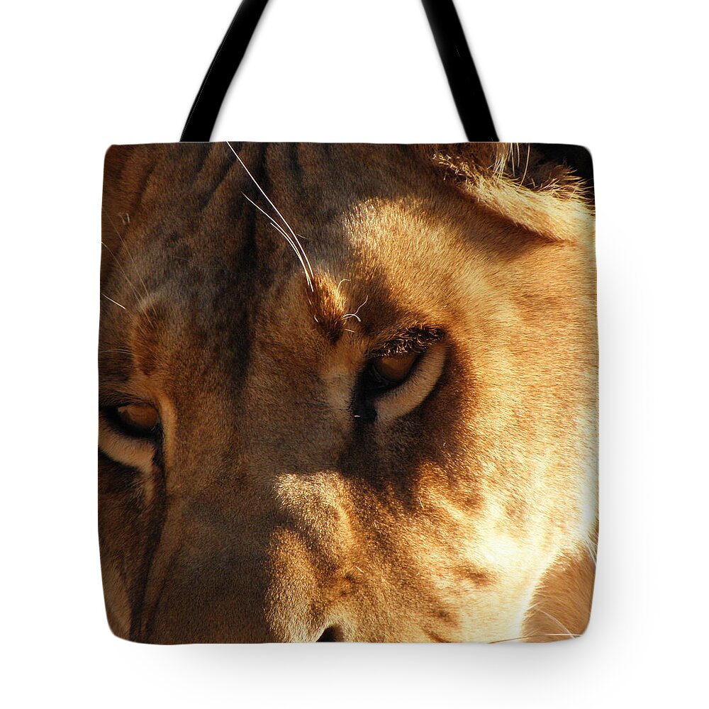 Lion Tote Bag featuring the photograph Kumba the Lioness by Kim Galluzzo