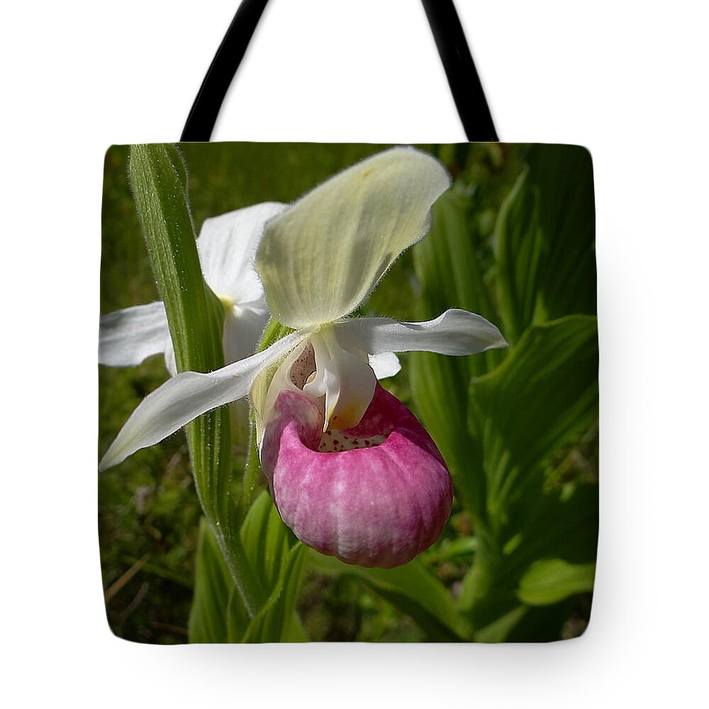 Lady Slipper Orchid Tote Bag featuring the photograph Pink Lady Slipper - Cypripedium acaule Ait. by Blair Wainman
