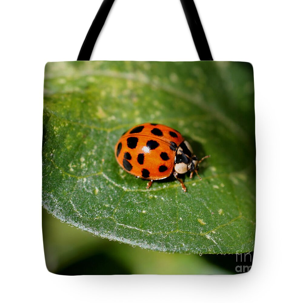 Ladybug Tote Bag featuring the photograph Ladybug by Smilin Eyes Treasures