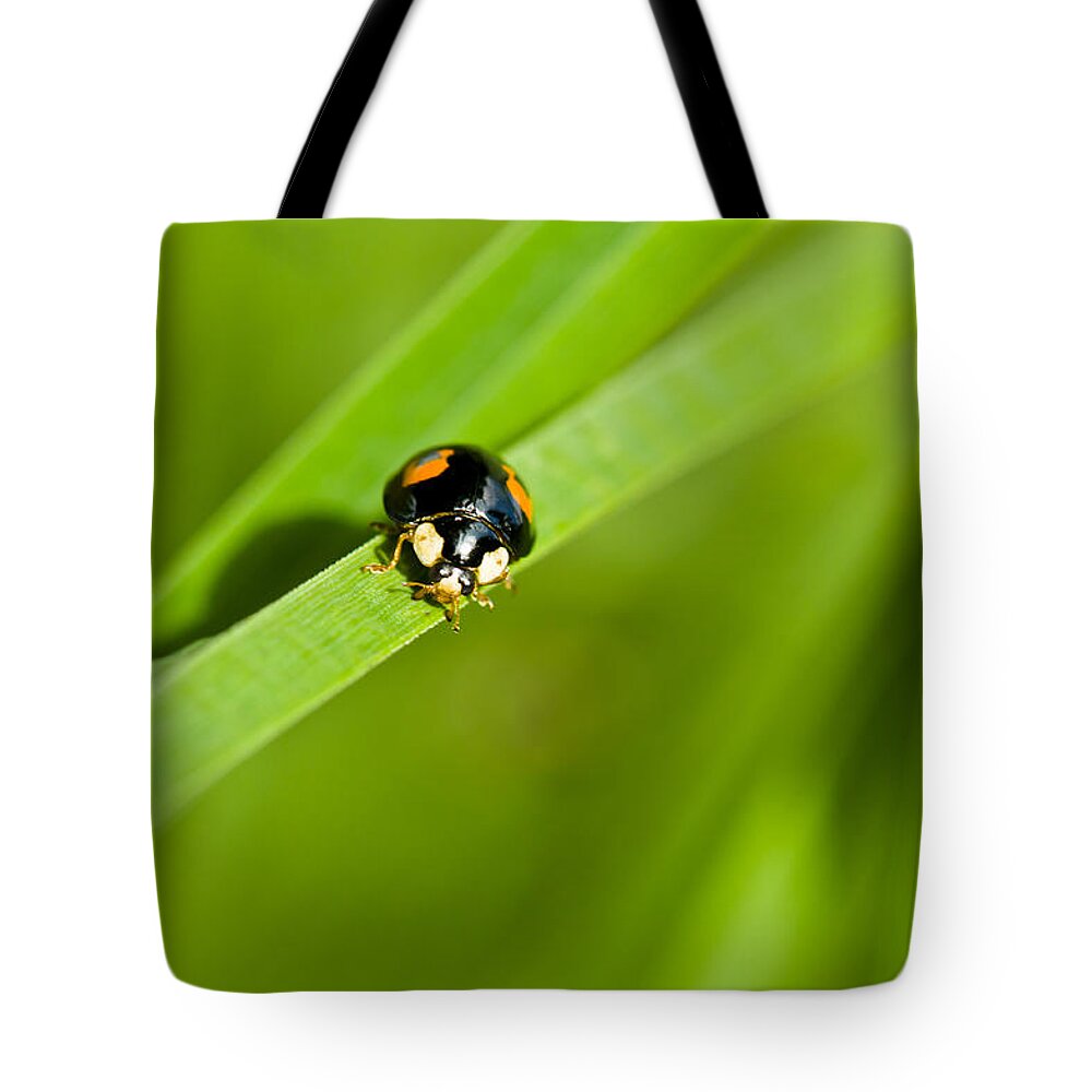 Animal Tote Bag featuring the photograph Ladybug with black-brown and red color by U Schade