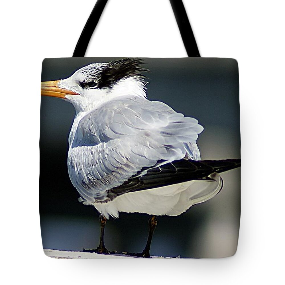Gull Tote Bag featuring the photograph Larry Fine Reincarnated by Joe Faherty