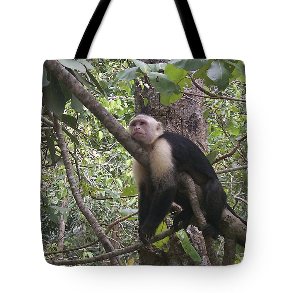 Costa Rica Tote Bag featuring the photograph Lazy Day by David Gleeson