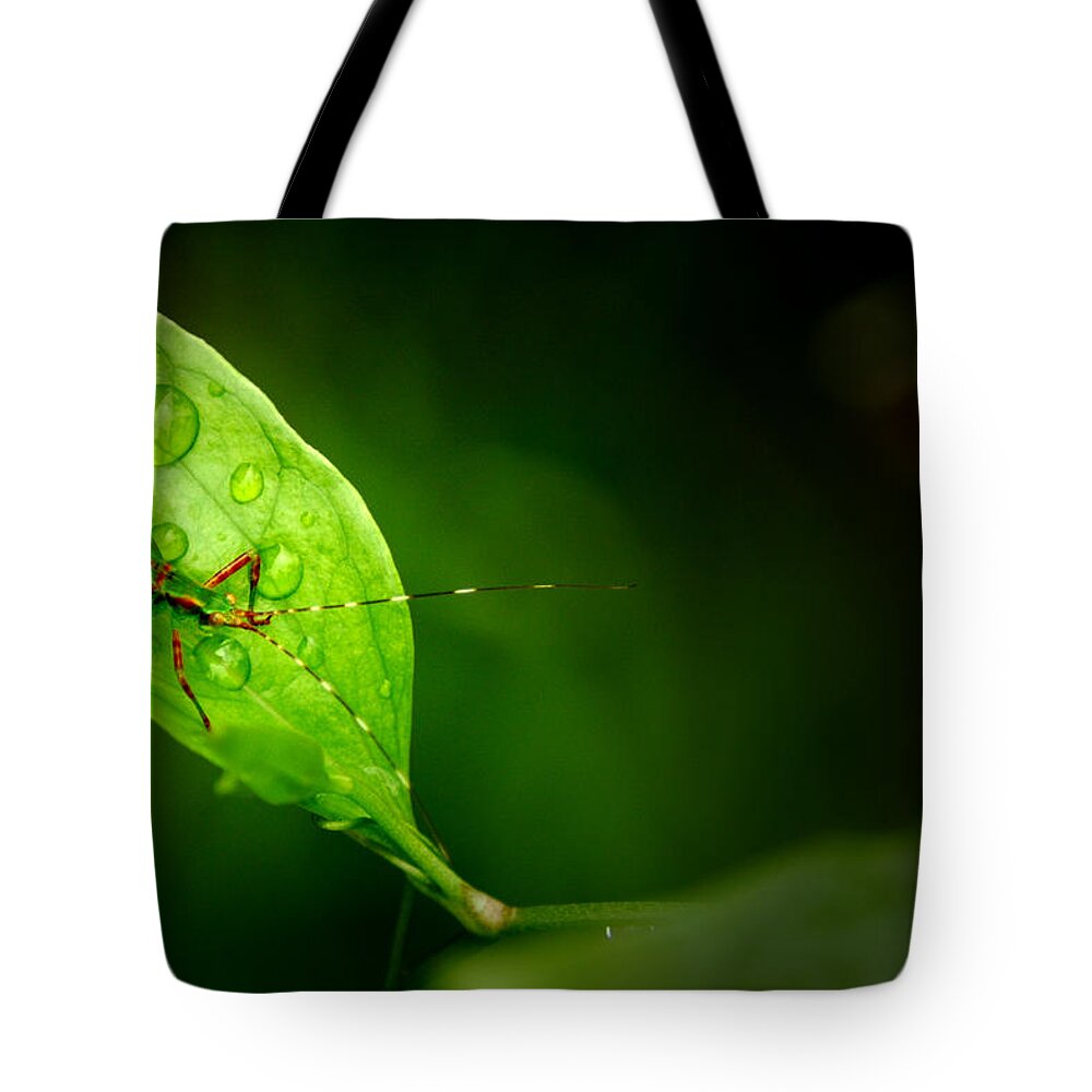 Leafhopper Tote Bag featuring the photograph Leafhopper 3 by David Weeks