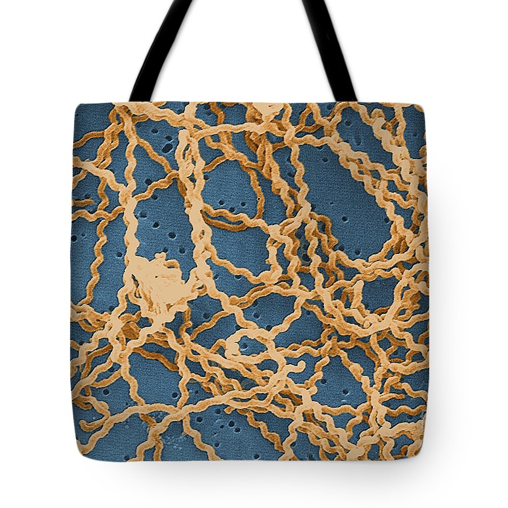Spirochete Tote Bag featuring the photograph Leptospira by Science Source
