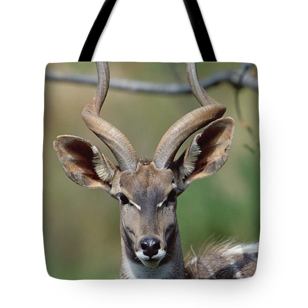 Mp Tote Bag featuring the photograph Lesser Kudu Tragelaphus Imberbis by Konrad Wothe