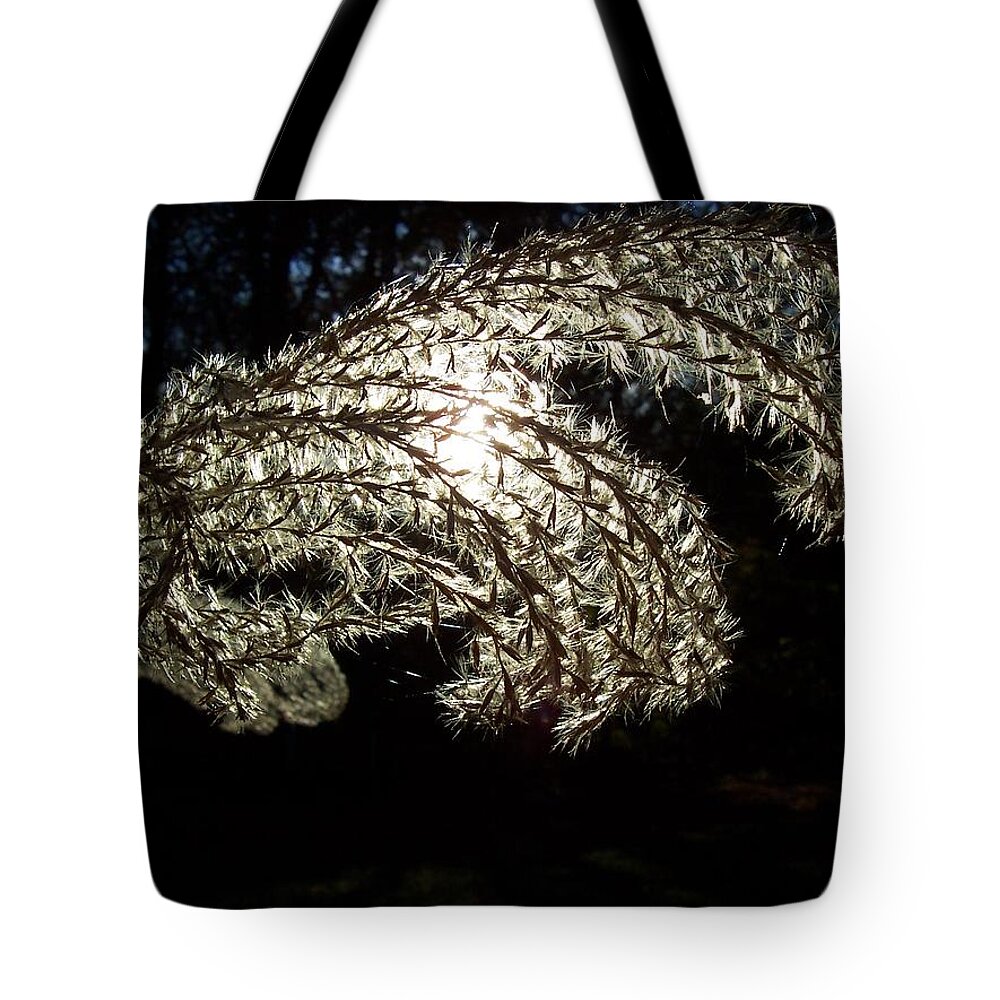 Light Tote Bag featuring the photograph Let The Light Shine Through by Chad and Stacey Hall