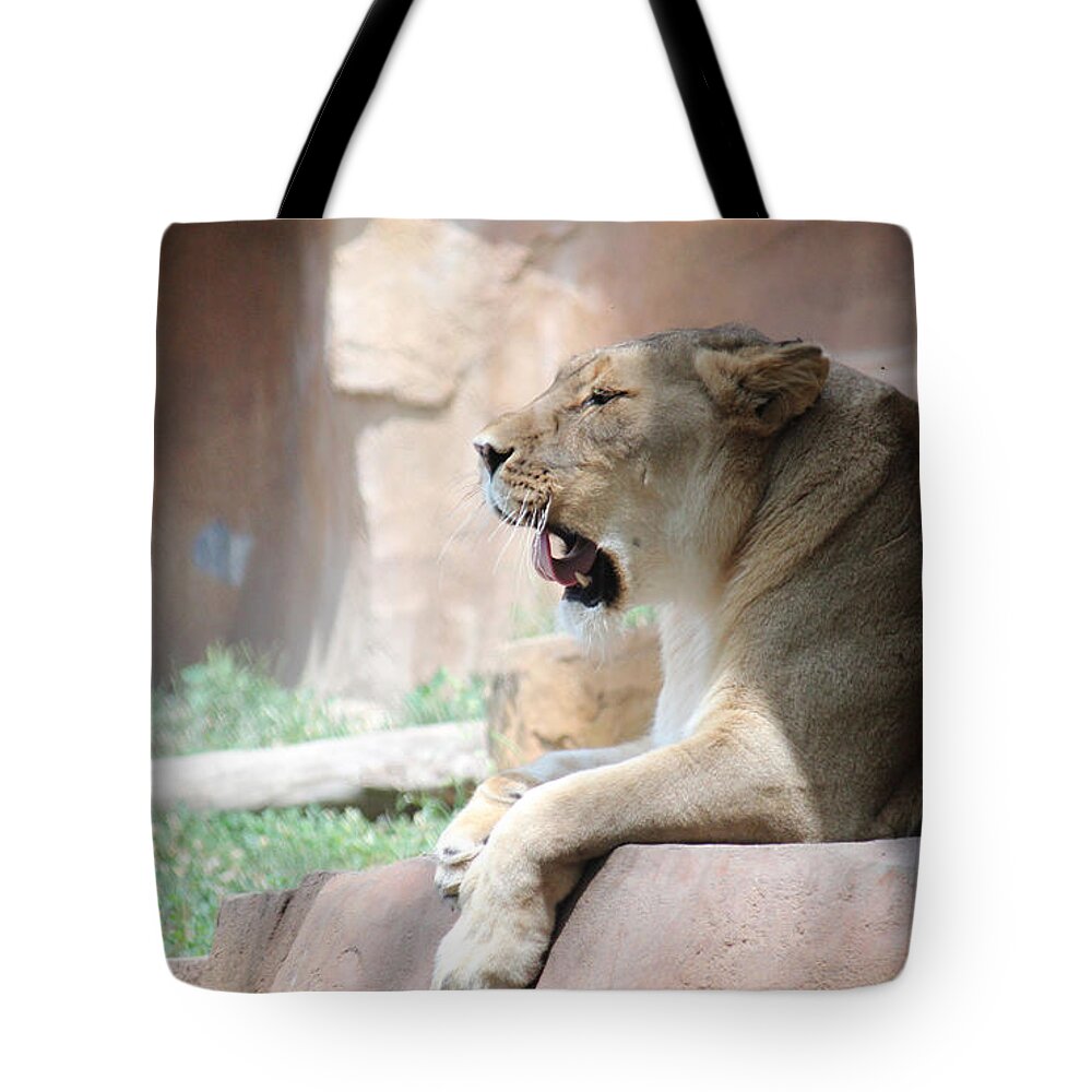 Lion Tote Bag featuring the photograph Lion at Brookfield Zoo in Chicago IL by Peter Ciro