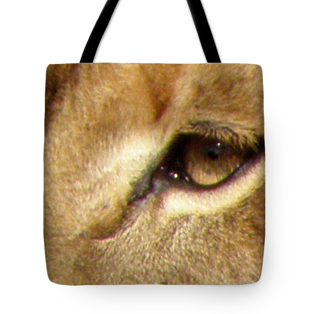 Lion Tote Bag featuring the photograph Lioness Eyes by Kim Galluzzo