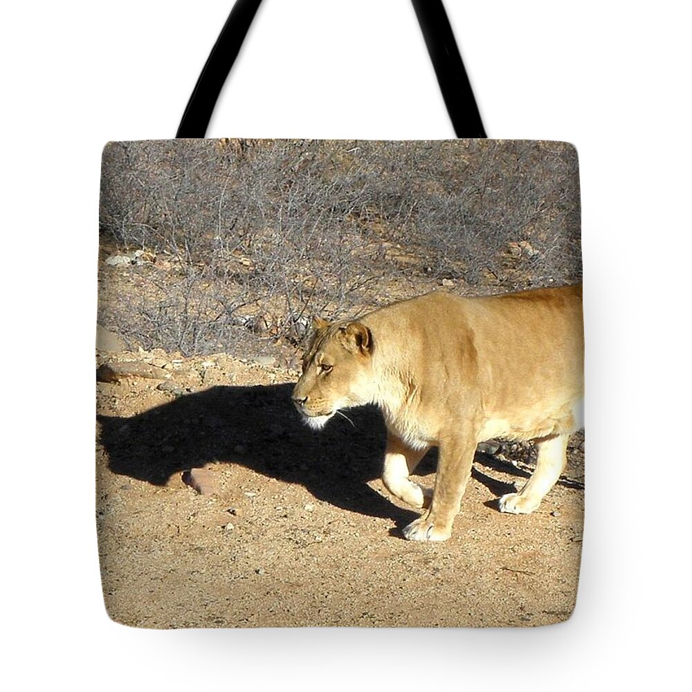 Lion Tote Bag featuring the photograph Lioness prowl by Kim Galluzzo