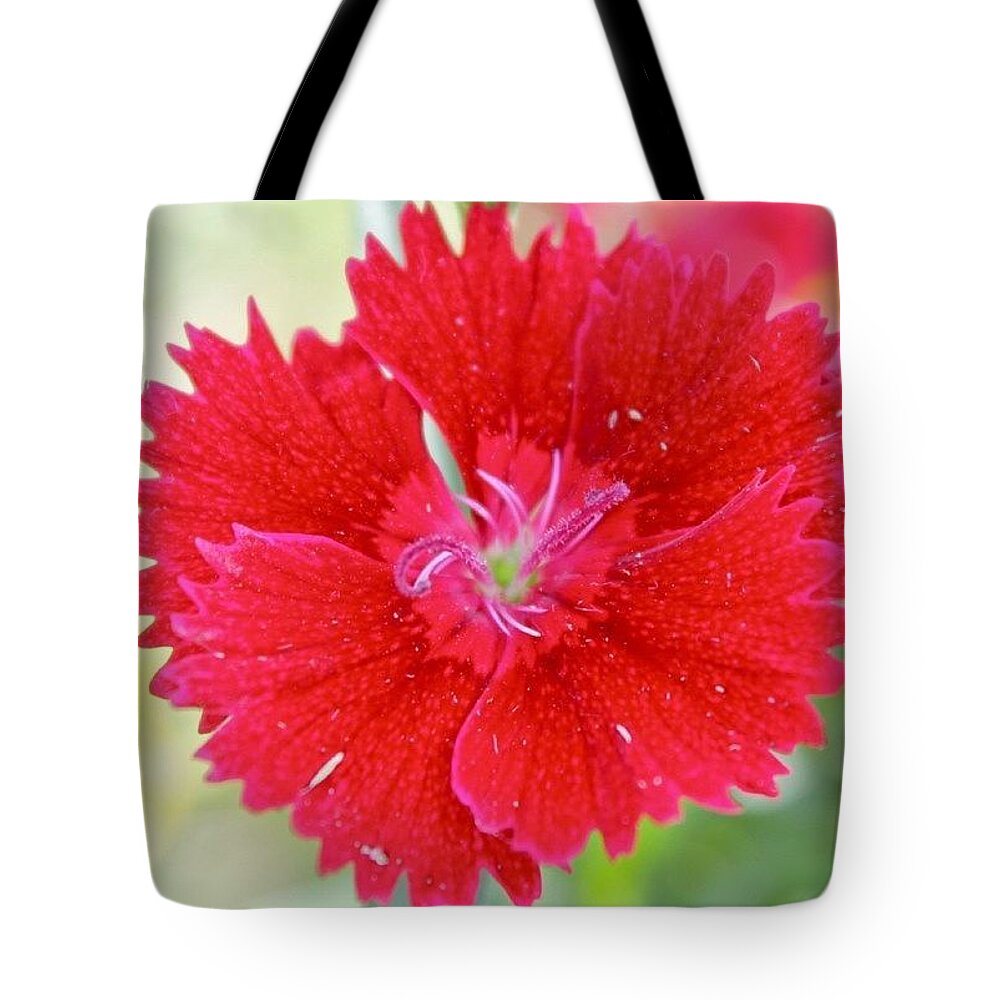 Flower Tote Bag featuring the photograph Little Red Flower by Justin Connor