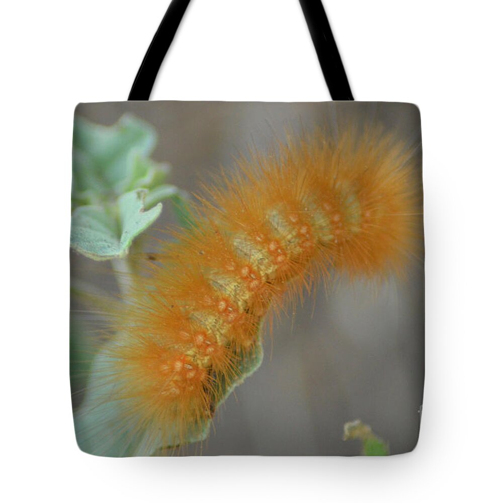Caterpillar Tote Bag featuring the photograph Little Yellow Caterpillar by Donna Greene