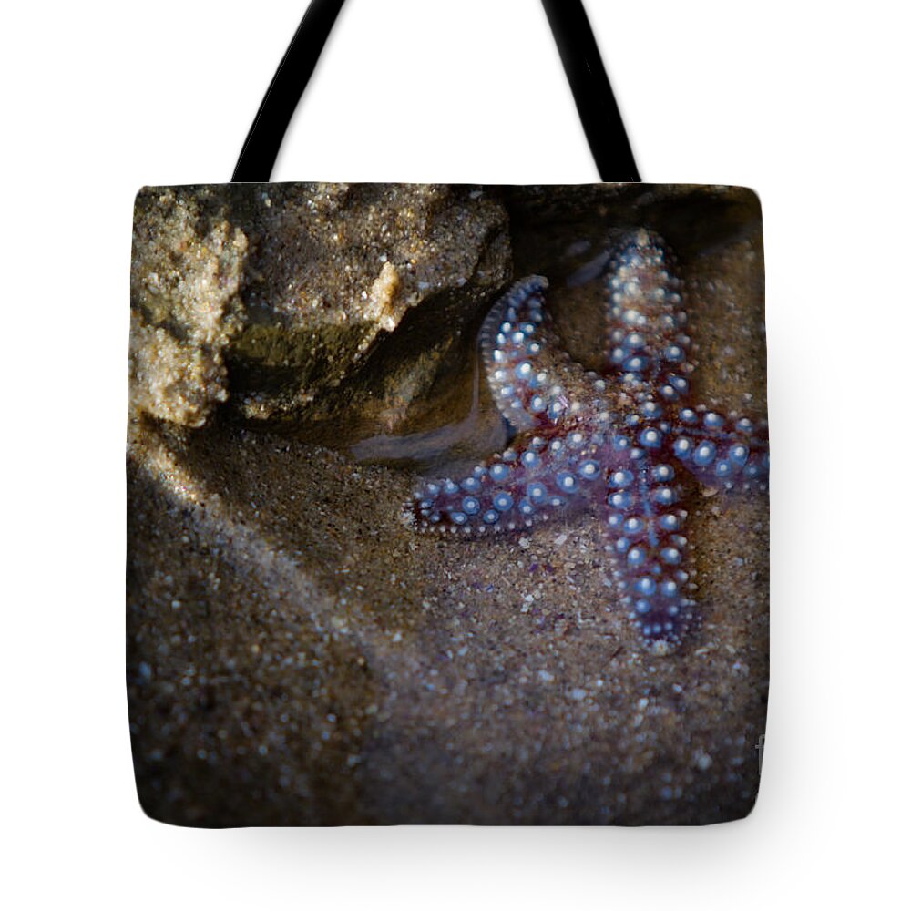 San Diego Tote Bag featuring the photograph Lone Seastar by Doug Sturgess
