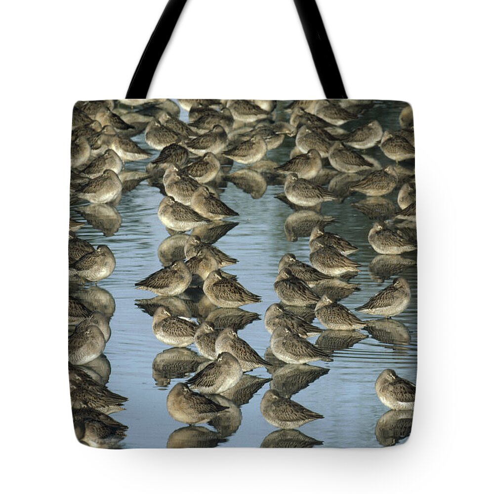 00171494 Tote Bag featuring the photograph Long Billed Dowitcher Flock Sleeping by Tim Fitzharris