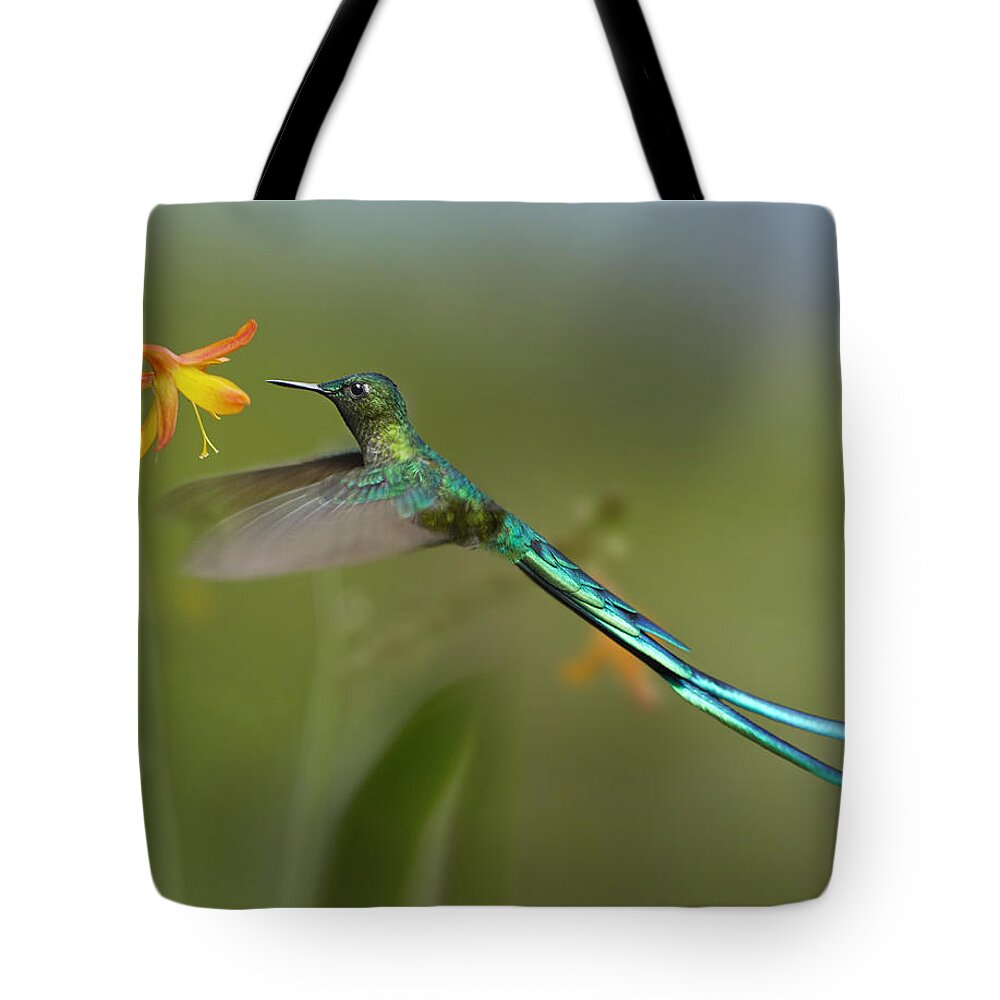 00486961 Tote Bag featuring the photograph Long Tailed Sylph Feeding On Flower by Tim Fitzharris